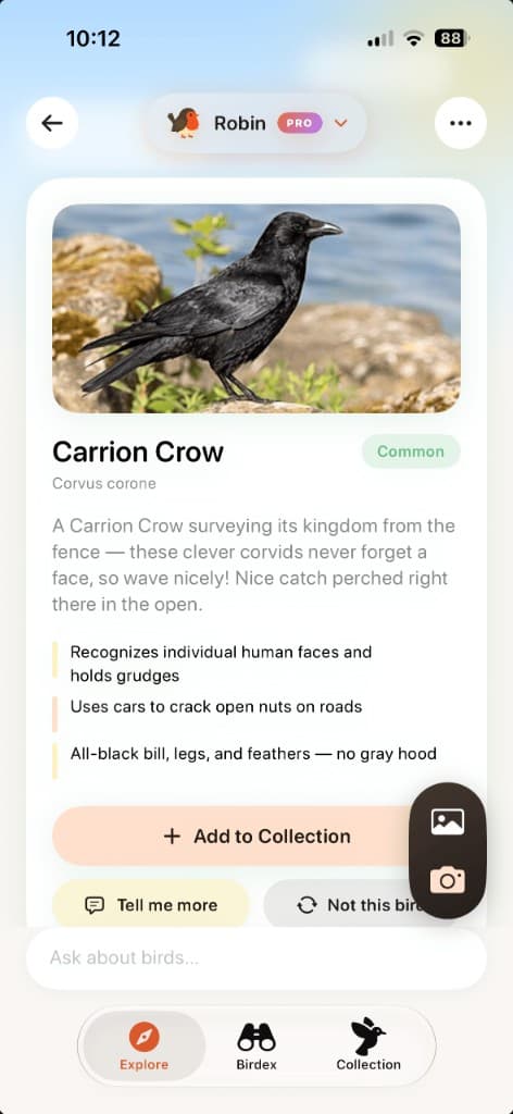 Bird identification result for a Carrion Crow